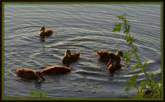 Older Ducklings.jpg