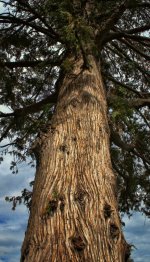old cedar1500.jpg