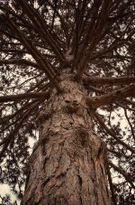 old Pine1500.jpg