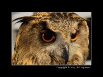 Owl.jpg