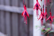 DSC_0010.jpg