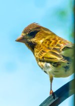 DSC_5177.jpg