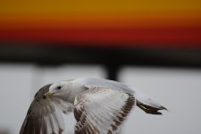 DSC_5648.JPG