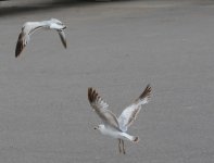 DSC_5664_01.JPG