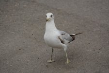 DSC_5647.JPG