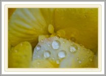 raindrops.jpg