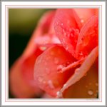 raindrops2.jpg