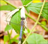 DSC_6862.jpg