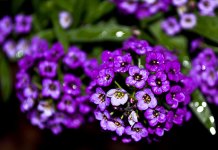 DSC_7047 web.jpg