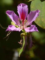 Bauhinia.jpg