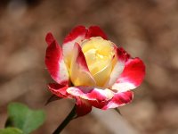 Rose3.jpg