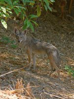 Cayote.jpg