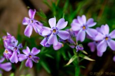 DSC_9359.jpg