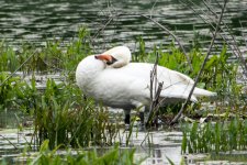 DSC_9367.jpg