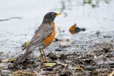 DSC_9377.jpg