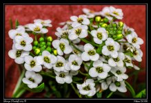 Day147MicroFlowers.jpg
