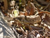 Grasshopper.jpg