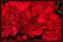 Red Carnation Close Up 2.jpg