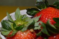 DSC_0184.jpg