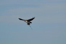 DSC_3146.jpg