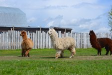 DSC_0271.jpg
