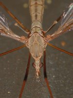 Mosquito2.jpg