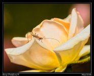 Day149GrasshopperRose.jpg
