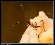 Day149Grasshopper.jpg