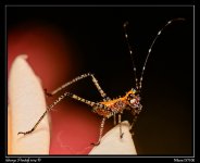 Day149Grasshopper2.jpg