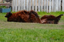 DSC_0272.jpg