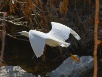 Egret.jpg