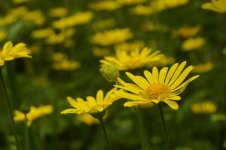 DSC_0040.jpg