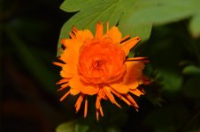 DSC_0092.jpg