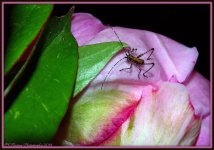 Micro Grasshopper.jpg