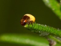 Spittlebug.jpg