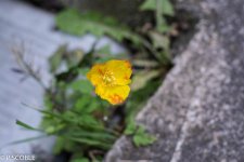DSC_0013.jpg