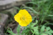DSC_0014.jpg