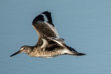 Birds Forsythe Refuge 4357.jpg