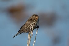 Birds Forsythe Refuge 4518.jpg