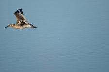 Birds Forsythe Refuge 4357-2.jpg