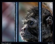 Day151Monkey.jpg