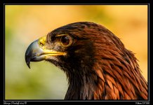 Day151GoldenEagle.jpg