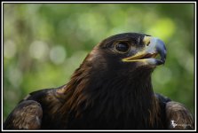 Day 151 Golden Eagle.jpg