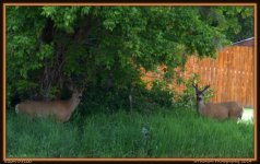 Two Deer.jpg