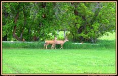 Two Deer 2.jpg