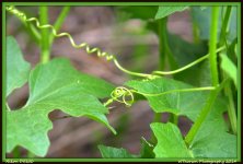 Leaves and Vines.jpg