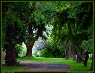 Tree Lane.jpg