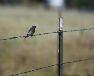 Bird.jpg