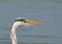DSC_2666.jpg