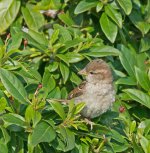 DSC_2715.jpg